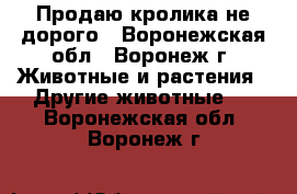 Продаю кролика не дорого - Воронежская обл., Воронеж г. Животные и растения » Другие животные   . Воронежская обл.,Воронеж г.